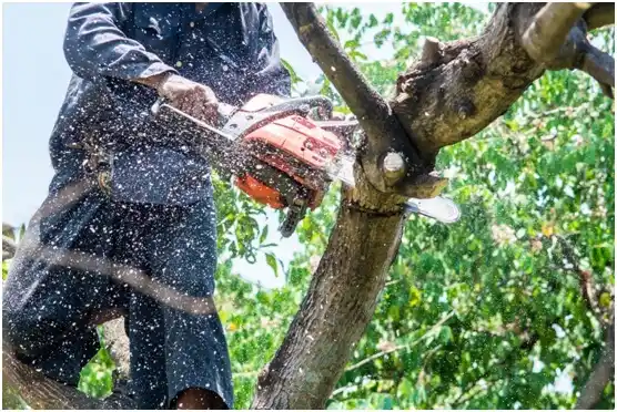tree services Chesapeake